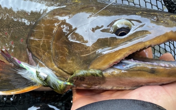 Bull Trout in the Metolius and Lake Billy Chinook